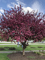 Kirschbaum im Roisengarten im Westpark (©Foto: Martin Schmitz)